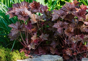 burgundy heuchera