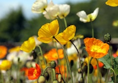 iceland poppies