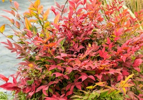 nandina shrub