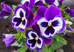 pansies