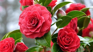 red camellia