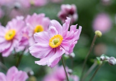 japanese anemone