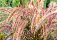 pennisetum ornamental grass