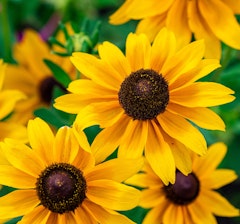 rudbeckias