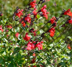 salvia greggii