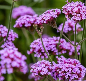 purple verbena