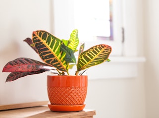 croton houseplant