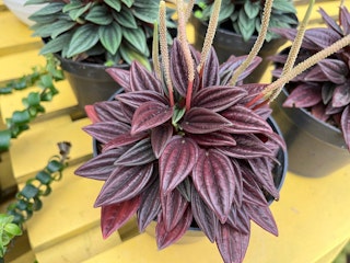 peperomia houseplant