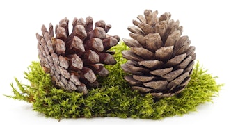 pinecones and moss