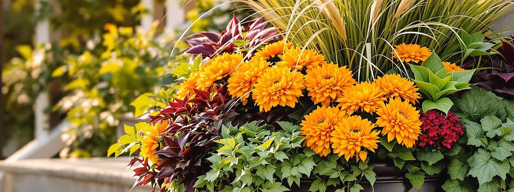 small space gardening fall container mums