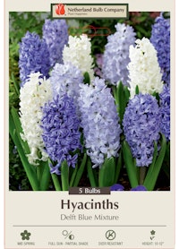 Hyacinths - Delft Blue Mixture A package of Hyacinths - Delft Blue Mixture bulbs from Netherland Bulb Company