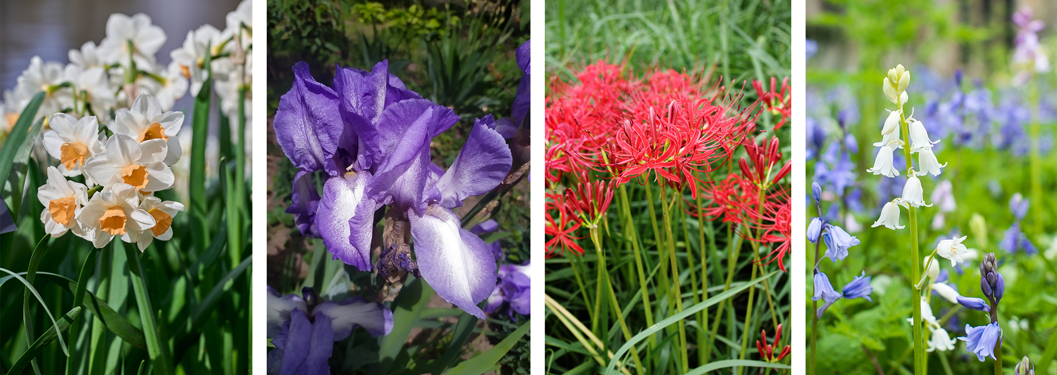 Daffodils, Wood Hyacinths, and Red Spider Lilies.