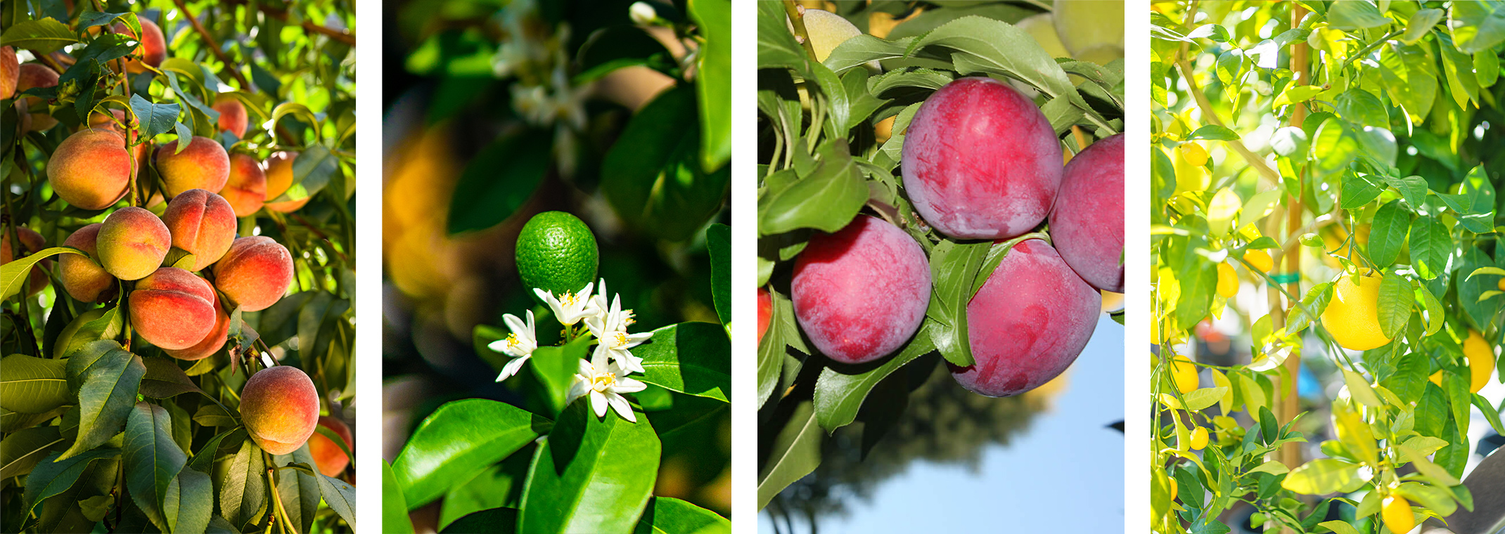 Peach, Orange, Plum and Grapefruit Trees.