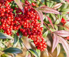 nandina berries