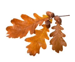 fall oak leaves and nuts