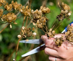 ornamental grass seed heads woman cutting