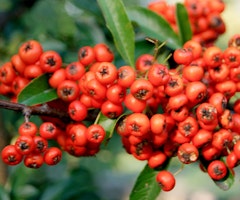 pyracantha berries