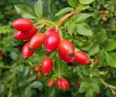 rose hips