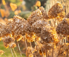 dried hydrangea blooms
