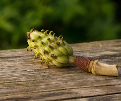 magnolia pod on table