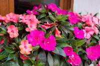 Coral and Pink Impatiens.