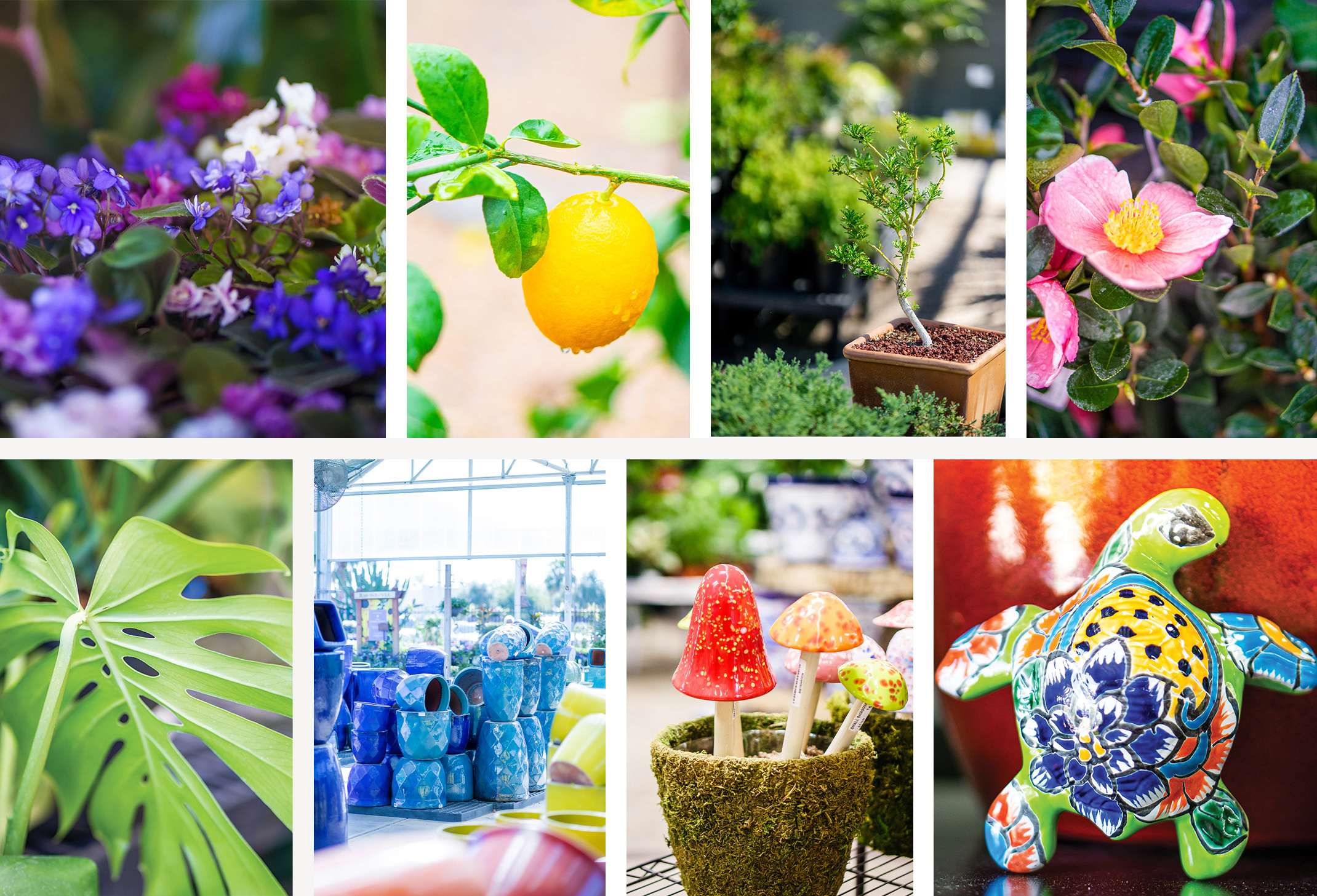 Holiday Gift Guide Items A collage of African Violets, a lemon tree, a Bonsai tree, pink Camellias, Monstera houseplant, colorful pottery, shroomyz ceramic mushrooms, and a Talavera turtle.