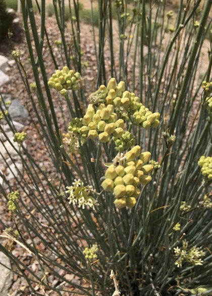 Desert/Rush Milkweed  growing in the desert.