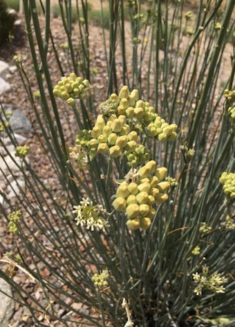 Desert Milkweed (asclepias erosa) growing in the desert.