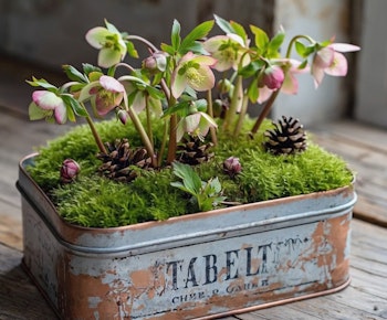 hellebores and moss in a tin holiday container on wooden table