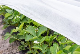 Frost cloth covering strawberry plants.
