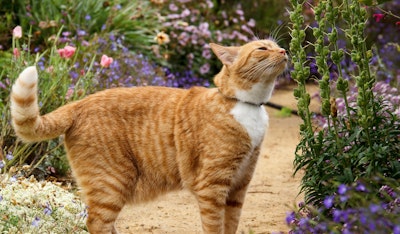 pet safe gardening cat sniffing outdoor plants
