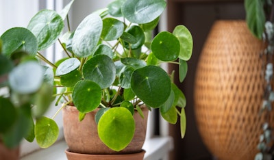 plant collectors peperomia and other houseplants