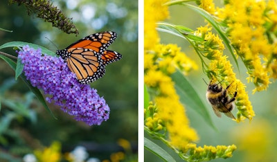 purpose driven pollinator garden