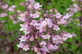 Light pink penstemon blooms closeup.