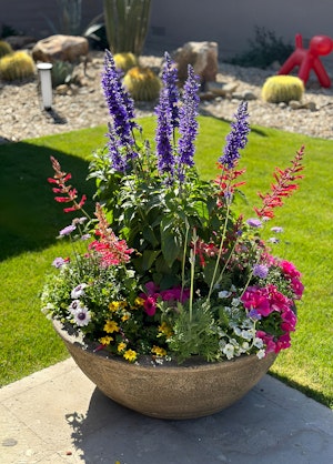 A beautifully potted variety of plants on a patio near a lawn with desert-friendly plants and pebbles in the background.