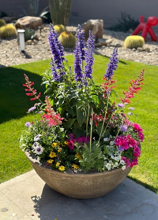 A beautifully potted variety of plants on a patio near a lawn with desert-friendly plants and pebbles in the background.