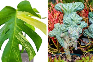 clseup of a Monstera Aurea Variegated plant, and an unusually shaped cactus plant surrounded by a variety of succulents.