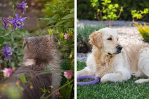 A cat in between different flowering plants outside, and a dog laying on some grass near a toy with a variety of shrubs and trees in the background.