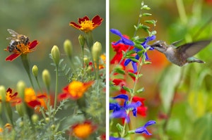 A bee on red and orange flowers outside, and a hummingbird enjoying some blue or purple sage outside, with red flowers in the background.