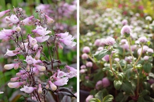 A closeup of pink penstemon blooms in the garden, and warm pastel pink globe amaranth blooms with many more blurred in the background.