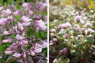 A closeup of pink penstemon blooms in the garden, and warm pastel pink globe amaranth blooms with many more blurred in the background.