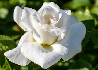 honor hybrid tea rose star roses