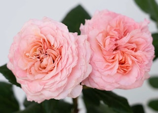 martha stewart hybrid tea rose star roses