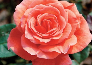 tropicana hybrid tea rose star roses