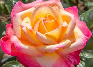 enchanted peace hybrid tea rose star roses
