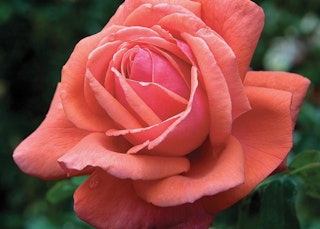 fragrant cloud hybrid tea rose star roses