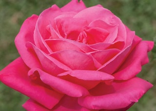 miss all american beauty hybrid tea rose star roses