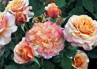 sunbelt crazy love grandiflora rose star