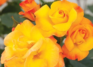 fiesta veranda rose floribunda star