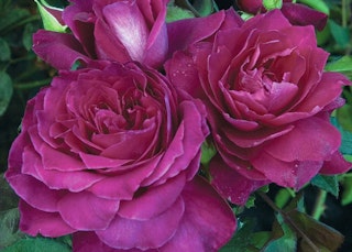 intrigue rose floribunda star